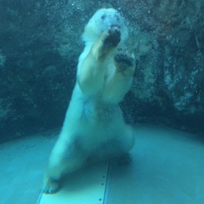 ぎゃい 新 Gyaisirokuro Twitter