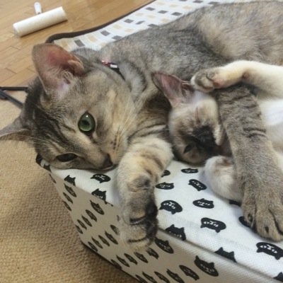 WikiYuukarinrin's profile picture. 