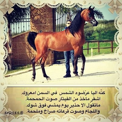 ‏المهره الي دونهاقطع الرقاب
          ماذكربه عساف خيل قدعسفها
فنجالهايصعب على كل شراب
          ترقى على متن الهوامن صلفها