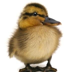 Yes_Jimi's profile picture. Trickshotter.