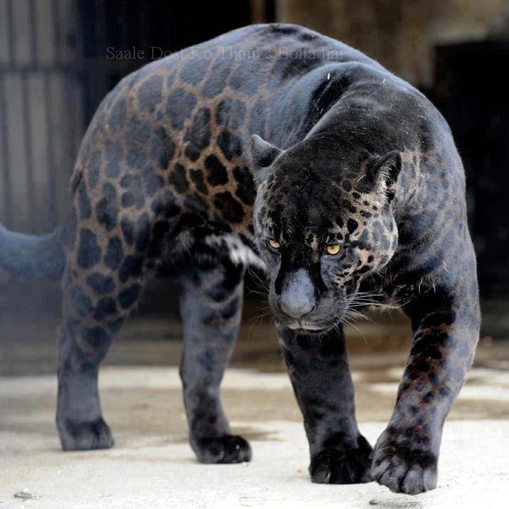 Alefunneer's profile picture. 