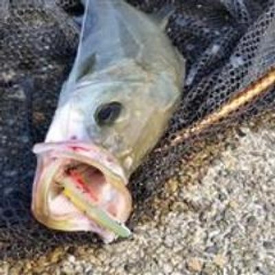シーバス釣り攻略法 Seabassinfo Twitter