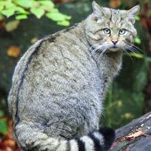 gigawatt13's profile picture. 