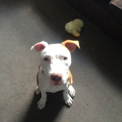 Amber was 12 weeks old when she was stolen from her owners in Bold Street Liverpool on 6th May. ** UPDATE -Amber May was reunited with her owners 2nd August **