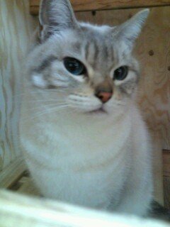 ブーは同居猫から。シンママが子供に遺すサイト作成中。皆さんなら何を残しますか？万年ダイエッター＆温泉・ぶらり旅好き。相互フォローも募集中。