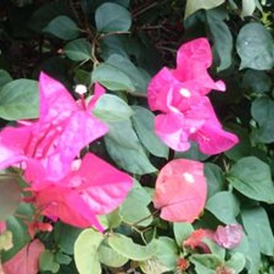 Makkie 昨夜ネット検索して ためしてガッテンで紹介されていた 膝のお皿のストレッチを風呂上がりにしてみたら 今日 しても痛くなかった 膝凝り でした Makkie 昨夜ネット検索して ためしてガッテンで紹介されていた 膝のお皿のストレッチを風呂上がりにしてみたら 今日 しても痛くなかった 膝凝り でした