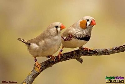 سبحان الله وبحمده