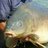 FishTechnology's profile image