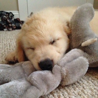 AllTuckered's profile picture. Hi im Tucker! Im a Golden Retriever and I love my elephant Ellie!