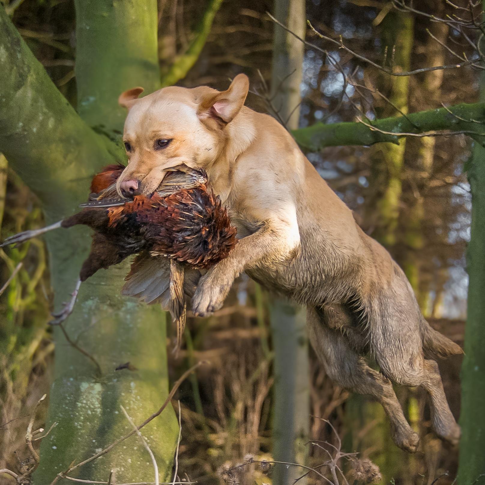 BRAND NEW GUNDOG WEBSITE FOR ALL GUNDOG NEWS AND ADVERTISEMENTS