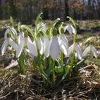 冬が過ぎて雪が融けると、一番最初に咲く花がスノウドロップ（水仙の１種）です。続いて咲き誇るのが桜。困難を乗り越えて花を咲かすことを誰もができるようにと願って、呟いていきたいとおもいます。