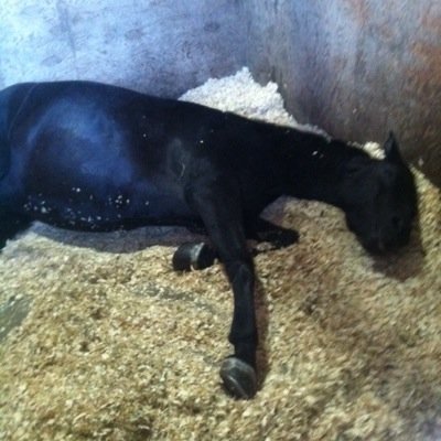 horses_4_ever1's profile picture. Horses have always been my life. I will never stop riding. My life:
Horses, food, barn,sleep,arena,horse dreams,lessons,horse shows,family,saddle seat, Angel!