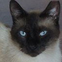 Patti Talbot - @Sanersideofnuts - Twitter