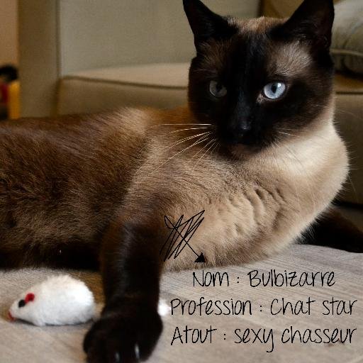 Bulbizarre Happy Birthday Beargrylls Joyeux Anniversaire From Your First Cat Fan Meow Bulbizarre Happy Birthday Beargrylls Joyeux Anniversaire From Your First Cat Fan Meow