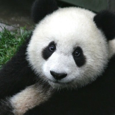 Simplesmente um Panda '-'