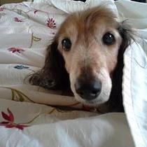 I am a 21 year old long haired doxie, I look very young for my age,  member of #doxieposse with my lovely tweetiepies, my Mafia name is Da Dogfather. OTRB xx