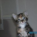 Lynne Peacock - @lynnepeacock61 - Twitter