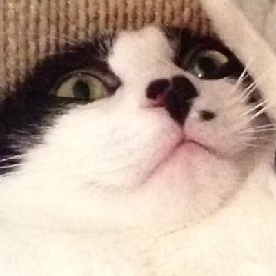 Lil_Breh's profile picture. Bitch im Lil Breh