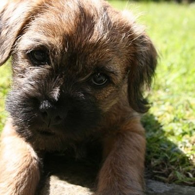 Border Terriers are the best dogs in the world!!!!!