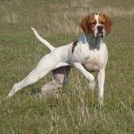 TuCanalDeCaza's profile picture. Pasión por la caza y la naturaleza¡¡