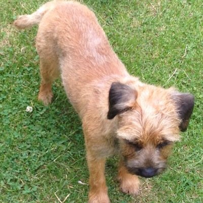 Border Terrier from Doncaster. Model, actress. for personal appearances contact my PA via this Twitter page.
