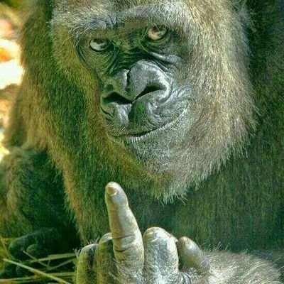 ianbillowbarn's profile picture. 