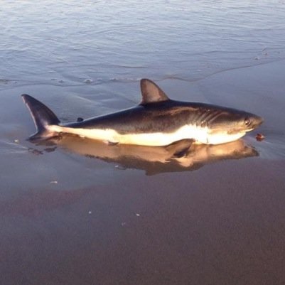 LanceLancepower's profile picture. 