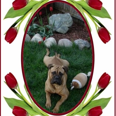 Akc SIRE 7Gen N Home, DESCENDANTS N ALONG, RARE GERMAN CH'S BLOODLINE, MY SKILLS/EXP SINCE '01-Current.....