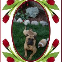 ThunderstormBMastiff (@thunderstormbm) 's Twitter Profile