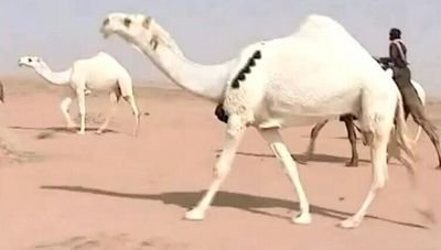 ‏ترى الخاص فيه سسكني 7D7C3290