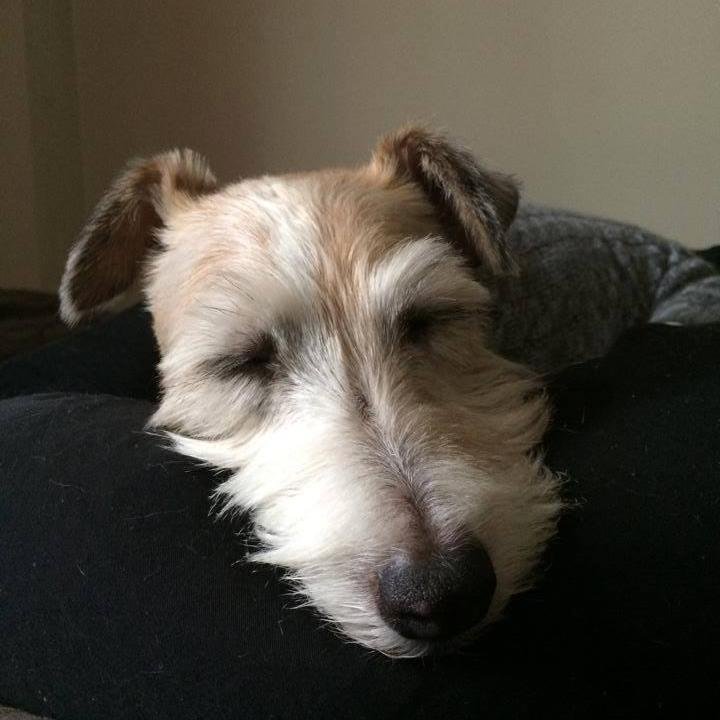 KardzetcbyRomy's profile picture. Our website offers a unique selection of pet themed products featuring models that have been rescued and now live in their forever homes.