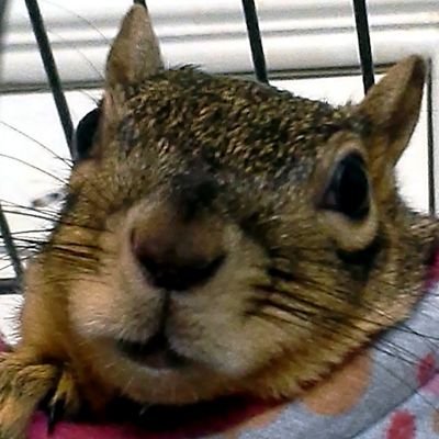 Music loving handicapped squirrel, living a life of luxury inside with my human @Profitina, sister Scout, & other rescue animals.