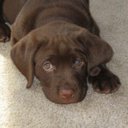 Lynne Day - @henlumom17 - Twitter