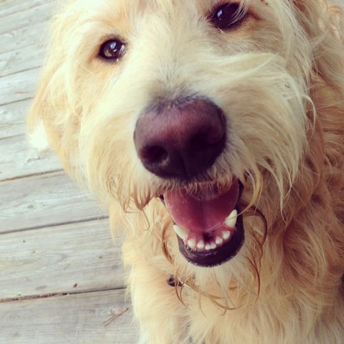 We are #Goldendoodle lovers talking about dog tips, tricks, treats, and gear; the whole kit and caDoodle! Starring Hadley!