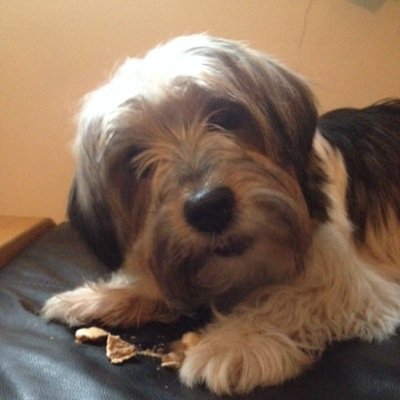 debbiecushing6's profile image