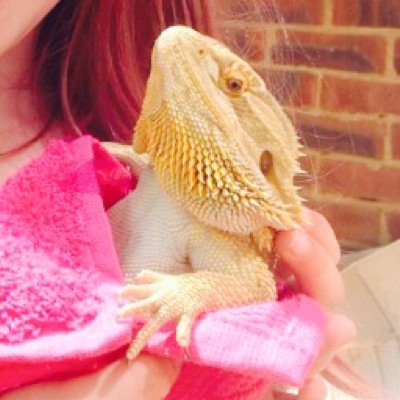 I'm Max the Bearded Dragon.I have many fun adventures with my Mummy(who is 7,'Granma'runs the page for us).If i am upset i go black under my chin, so dont worry