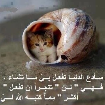 لا تـخجـل مـن أخطائك فـأنت مـصنف مـن ضمن الــبــشــر و لـكن إخجـل من أن تكررهـا و تدعي بـأنهـا من فـعـل الـقدر