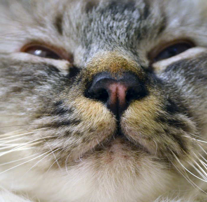 Meow.