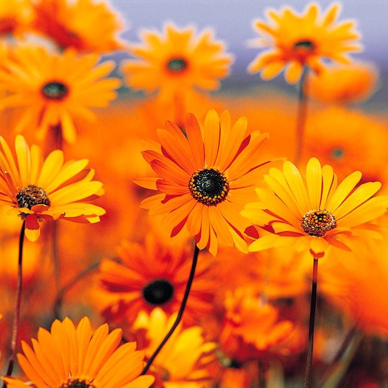 وَقُلْ لِمَنْ مَسَّتِ الأَوجَاعُ مُهْجَتَهُ 
 يَأوِي إِلَىٰ اللَّهِ.. إِنَّ اللَّهَ يُؤْوِيهِ
احب اللغة العربية والشعر 🤍