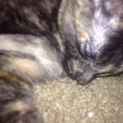 cameronpawlak's profile picture. 