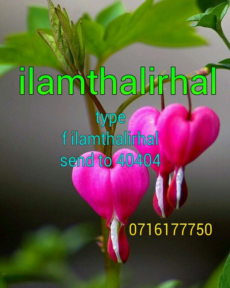 ilamthalirhal's profile picture. Quraan,Hadees,Import News,Thadthuvam,Joks,Kavithaihal,Potharivu,Kealvi Pathil enpavatrai petrukolla join with us
F(space)ILAMTHALIRHAL send to 40404