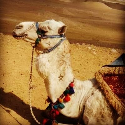 早稲田大学文学部/文学研究科中東・イスラーム研究コースのTwitterです。コースの活動や、中東関連のイベントなどを紹介していきます。
Facebook ➡️ https://t.co/WyERrth4at