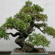 Gratis-Bonsai-Report (PDF) - Jetzt kostenlos runterladen!