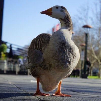 Melbournes iconic Goose, Enjoy eating out, floating, things that float, soaking up vibes, People watching, Southbank frequenter