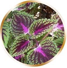 Forskolin Fuel,