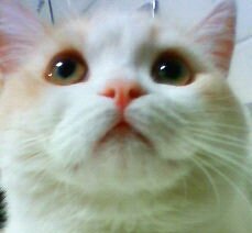 猫の藤丸（16歳）です🐈 /サーモンランNW🐟/推し⇨Fate遠坂/MHXX郵便屋さん/仁左様/秋山翔吾選手/sasakureさん/ヘッダーご提供:ハク様(@hakusama0906)/☡ビジネス勧誘・無断転載垢ブロックします