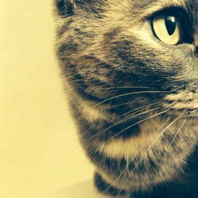 WIBWCarissa's profile picture. 