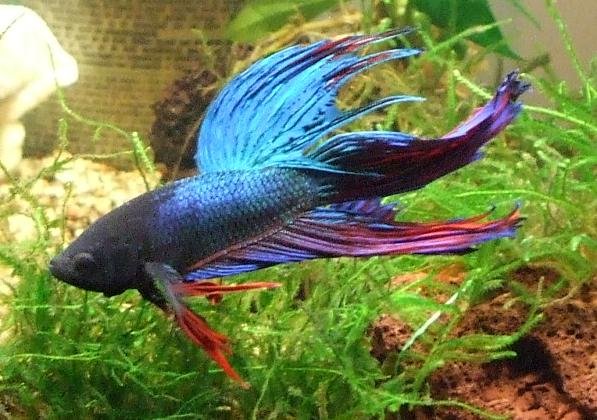 Interesting betta fish facts and figures for setting up a breathtaking betta fish tank.