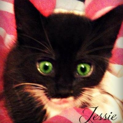 My name is Jessie, I am a 3 year old tuxedo kitty and i'm here to share all my fun moments with you X3