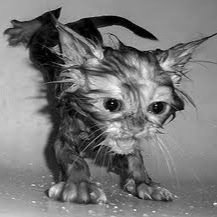 mallepipo71's profile picture. snap bigwhiteshark